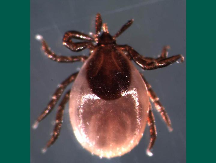 Ticks in warm winters!